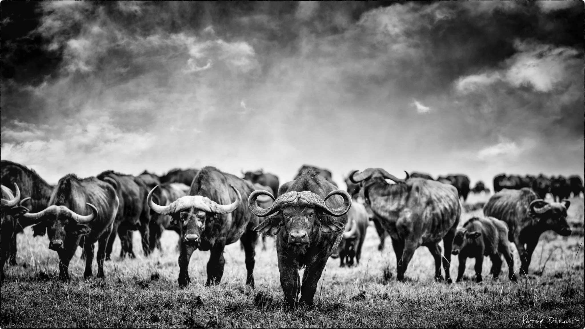 Black+Death+Buffalo+Mara+2024_